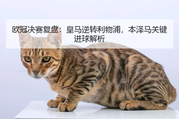 ou-guan-jue-sai-fu-pan-huang-ma-ni-zhuan-li-wu-pu-ben-ze-ma-guan-jian-jin-qiu-jie-xi-2-827.jpg